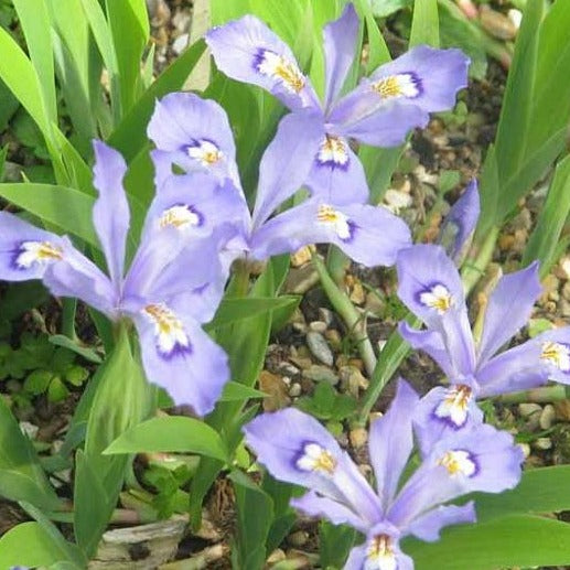 Iris cristata / crested iris (small)