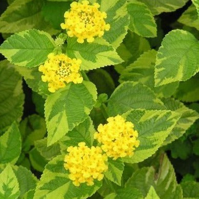 Lantana Samantha (Annual)