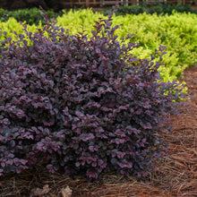 Load image into Gallery viewer, Loropetalum &#39;Crimson Fire&#39; / Chinese fringe flower 3 gallon size
