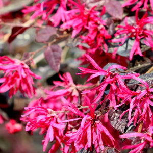 Loropetalum 'Crimson Fire' / Chinese fringe flower 3 gallon size