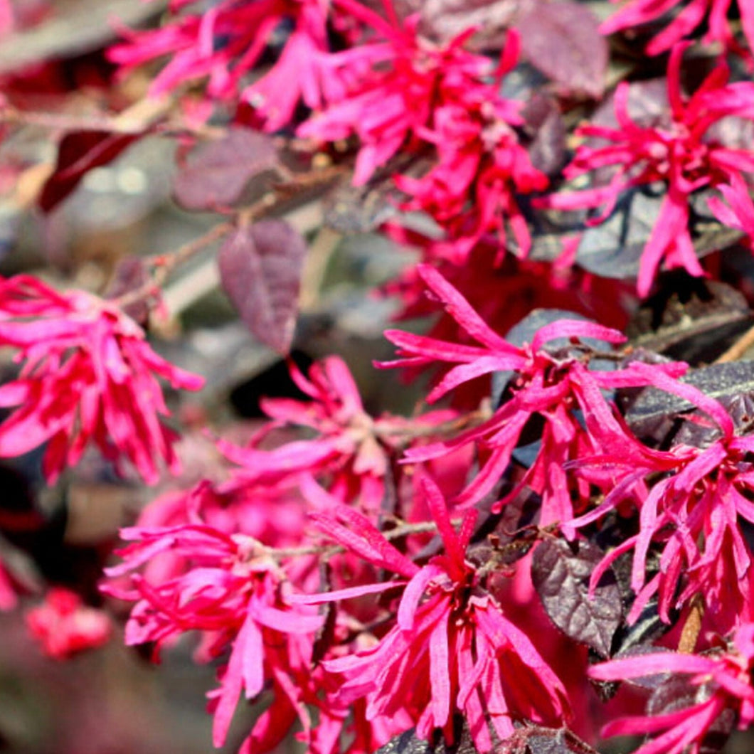 Loropetalum 'Crimson Fire' / Chinese fringe flower 3 gallon size