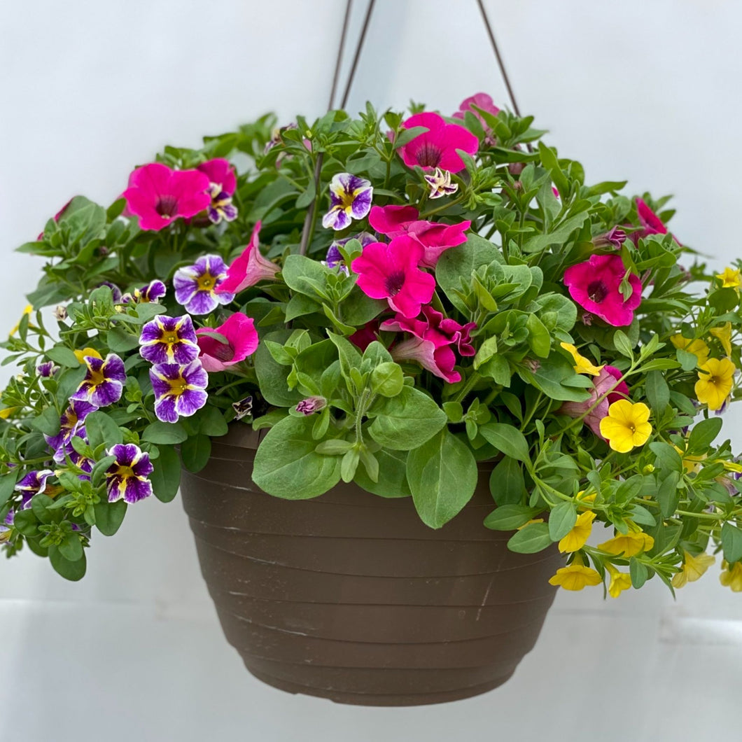 Hanging Basket mixed colors 10-inch pot