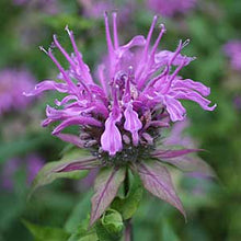 Load image into Gallery viewer, Monarda &#39;Claire Grace&#39; / Bee balm
