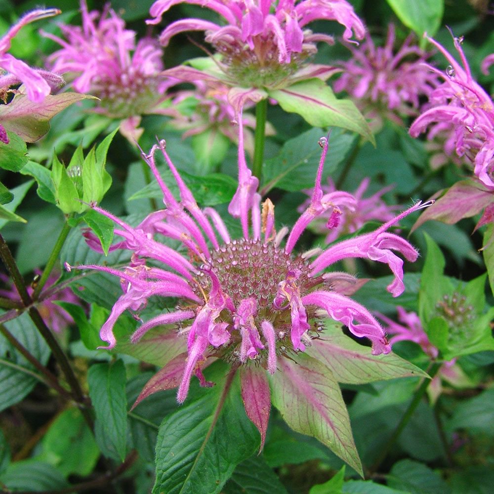 Monarda fistulosa / Bergamot / Bee balm