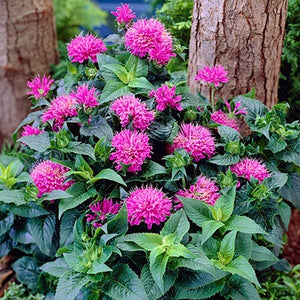 Monarda 'Petite Delight'