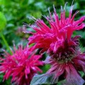 Load image into Gallery viewer, Monarda &#39;Raspberry Wine&#39; / Bee balm
