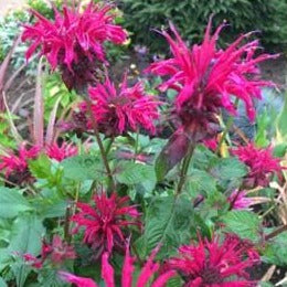 Monarda 'Raspberry Wine' / Bee balm