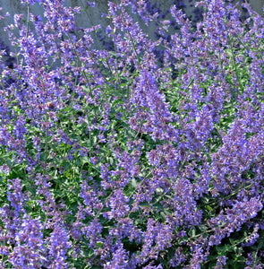 Nepeta 'Junior Walker' / dwarf Catmint