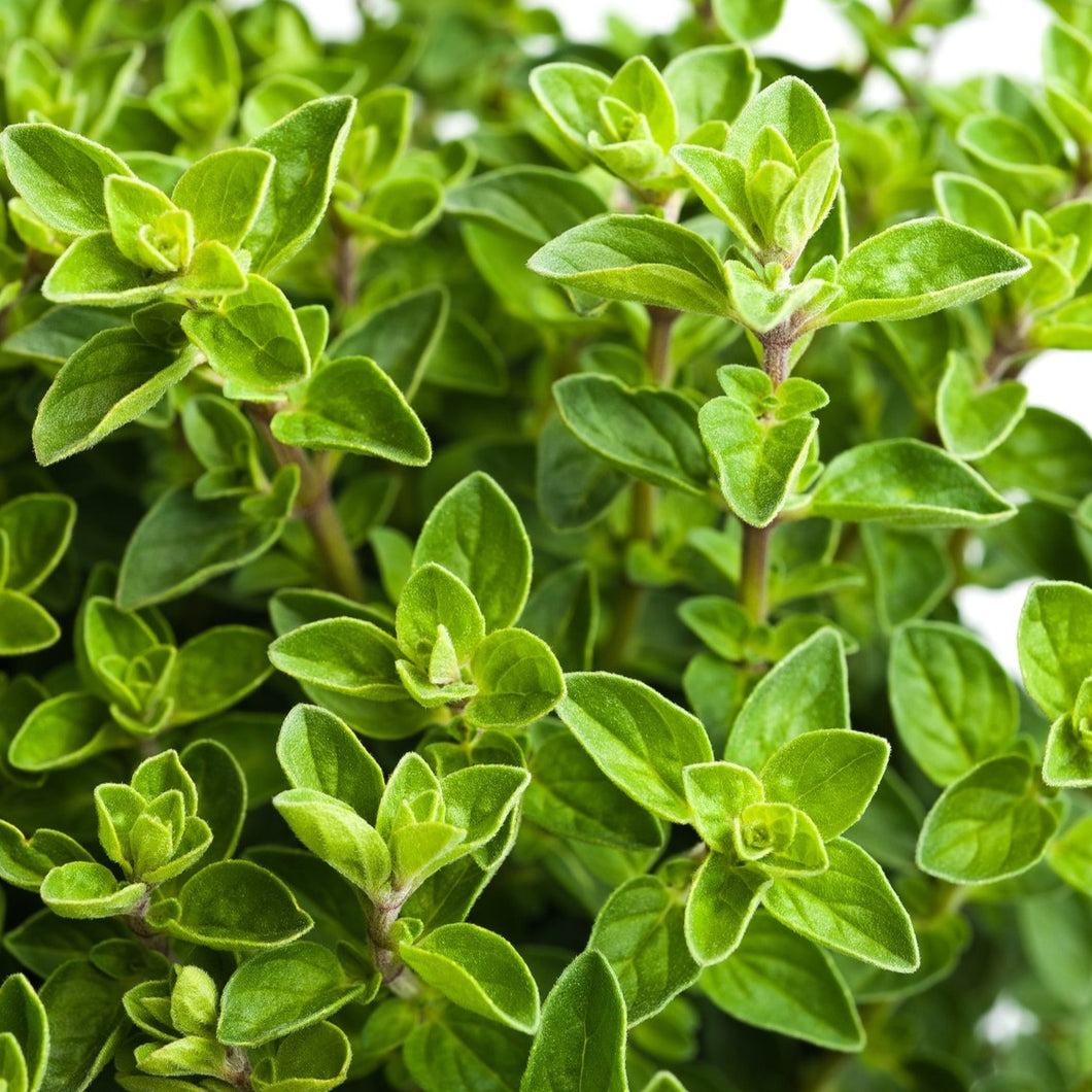 Oregano, Italian,  4-inch pot (Herb)