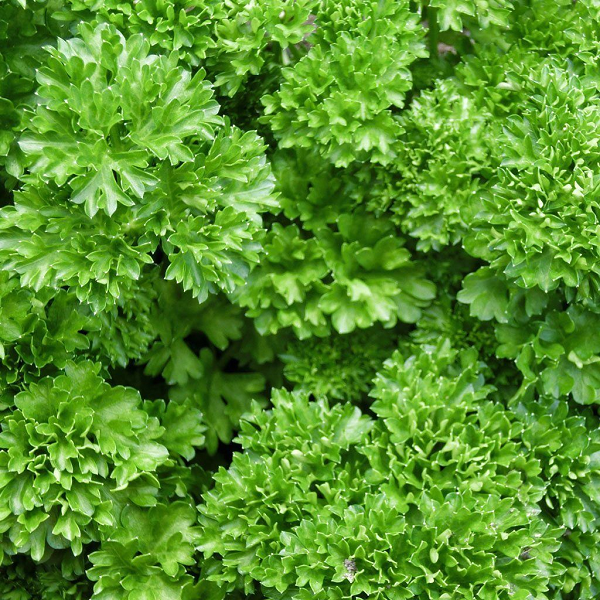 Parsley, curly,  4-inch pot(Herb)