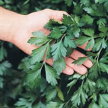 Load image into Gallery viewer, Parsley, flat,  4-inch pot (Herb)
