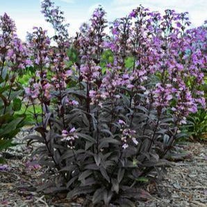 Penstemon 'Blackbeard' / beardtongue