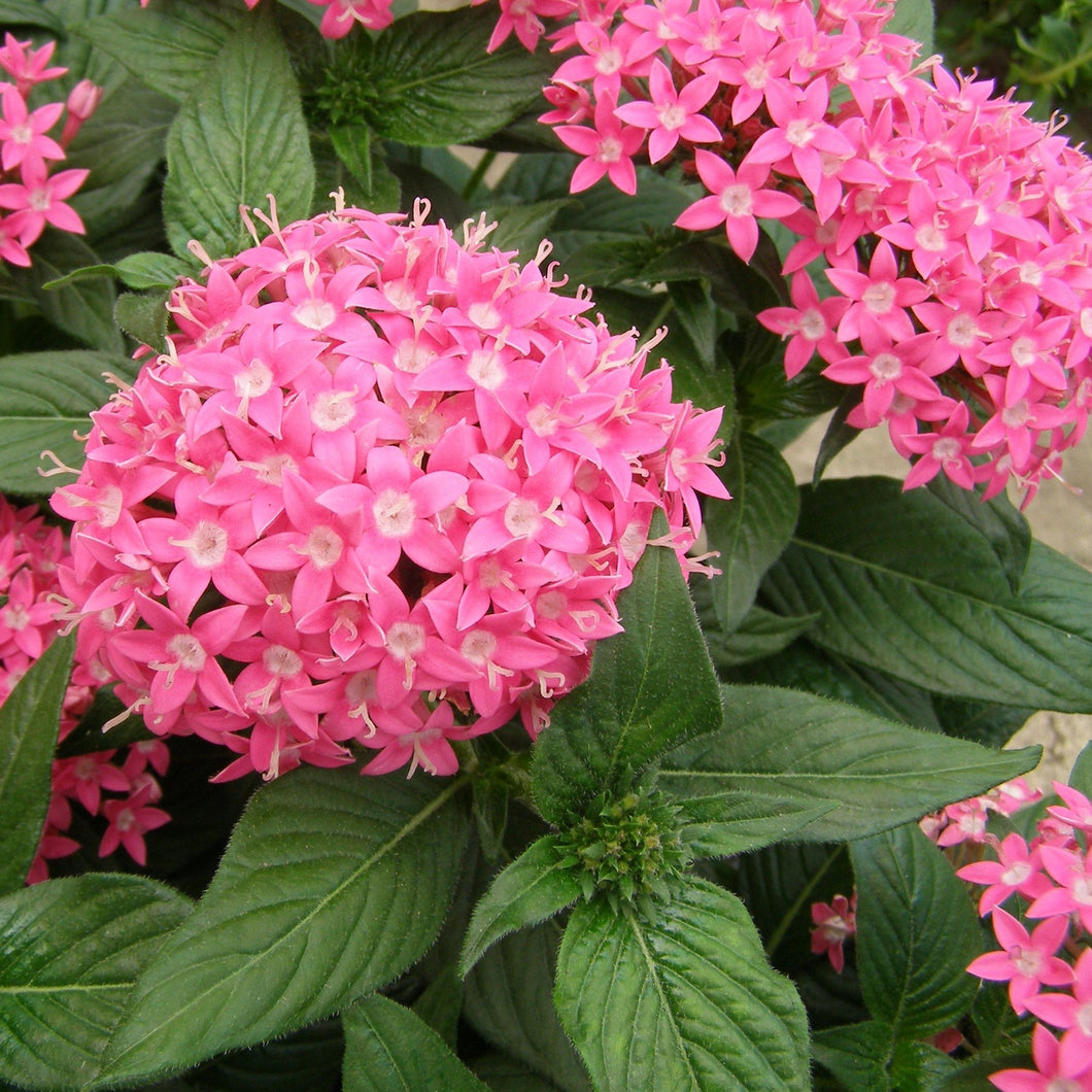 Pentas Butterfly Deep Pink (4-pack Annual)