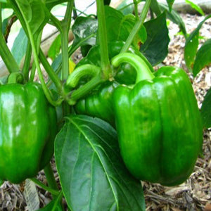 Peppers: California Wonder bell pepper 4-pack