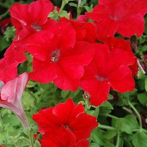 Petunia Dreams Red 4-pack (Annual)