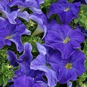 Petunia Dreams Sky Blue 4-pack (Annual)