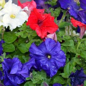 Petunia Dreams Patriot Mix 4-pack (Annual)