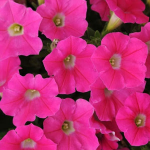 Petunia Dreams Rose 4-pack (Annual)