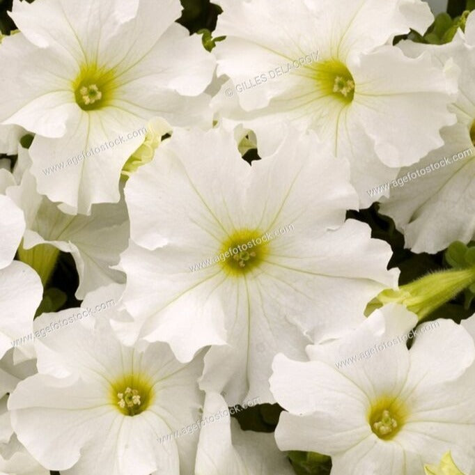 Petunia Dreams White 4-pack (Annual)