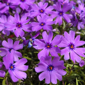 Phlox subulata 'Purple Beauty' / Moss phlox (quart size)