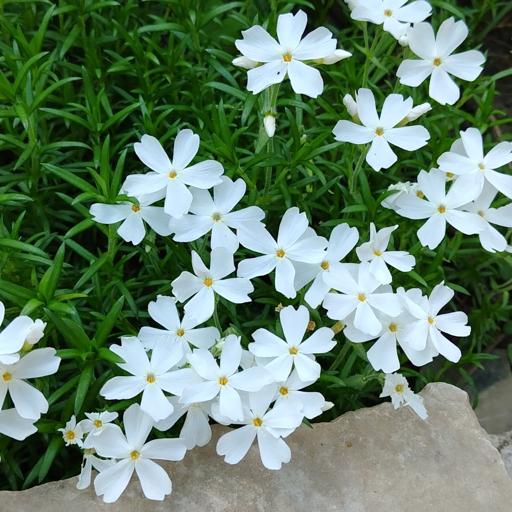 Phlox subulata 'Snowflake' / Moss phlox (quart size)