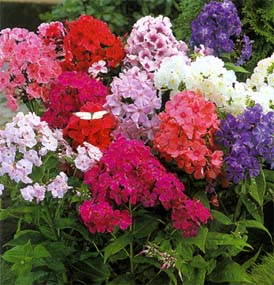 Phlox mixed colors