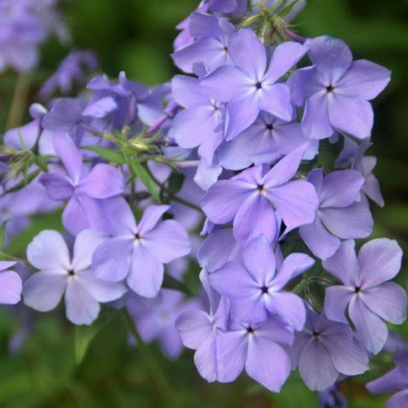 Phlox 'Blue Moon' / Woodland Phlox
