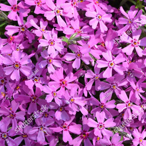 Phlox subulata 'Crimson Beauty' / Moss phlox (quart size)