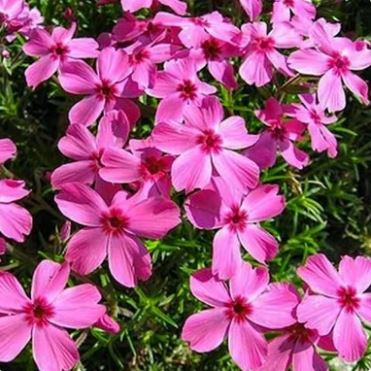Phlox subulata 'Drummond Pink' / Moss phlox (gallon size)