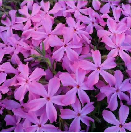 Phlox subulata 'Emerald Pink' / Moss phlox (quart size)