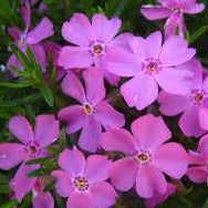 Load image into Gallery viewer, Phlox subulata &#39;Emerald Pink&#39; / Moss phlox (quart size)
