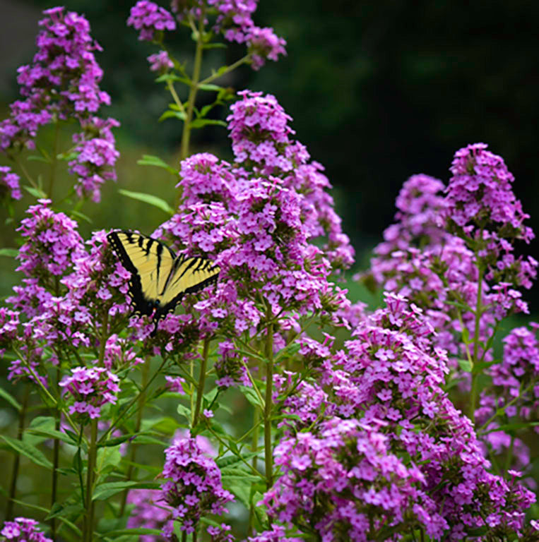 Phlox 'Jeana'