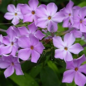 Phlox 'Kim'