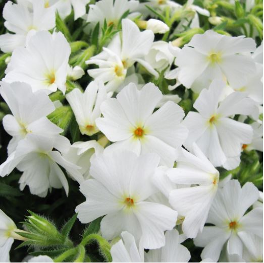 Phlox subulata 'Spring White' / Moss phlox (gallon size)