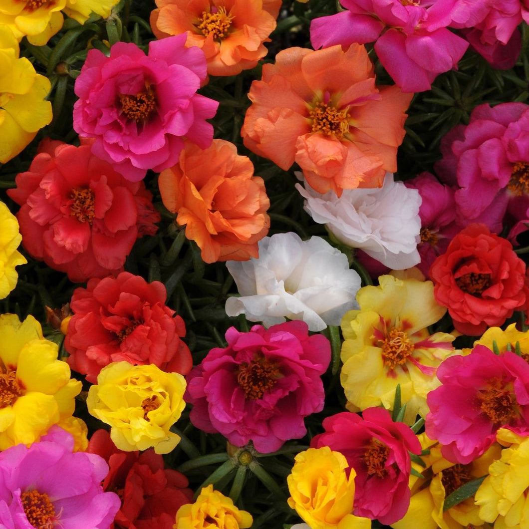 Portulaca Sunseeker Mix 4-pack (Annual)