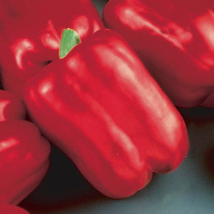 Pepper: Red Beauty bell pepper 4-pack