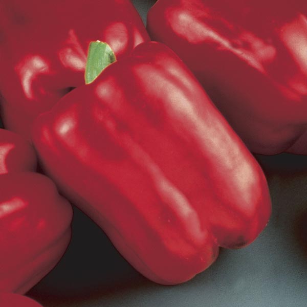 Pepper: Red Beauty bell pepper 4-pack