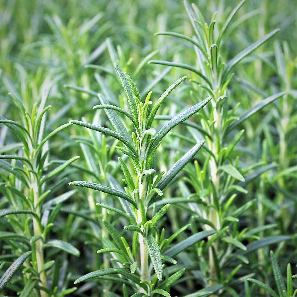 Rosemary 'Salem' 1 gallon (Herb)