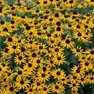 Rudbeckia 'Little Goldstar' / Black-Eyed Susan