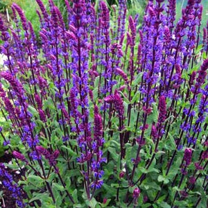 Salvia 'Caradonna'