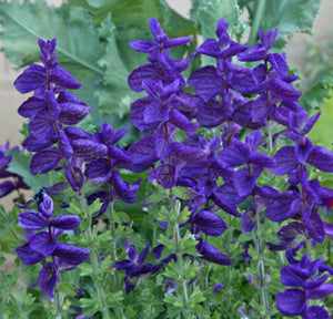 Salvia blue (4-pack, annual)
