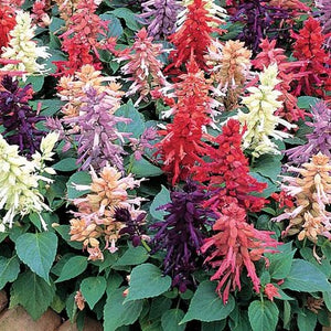 Salvia mix red white and blue (4-pack, annual)