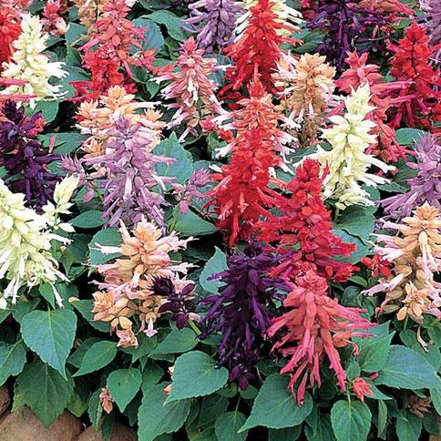 Salvia mix red white and blue (4-pack, annual)