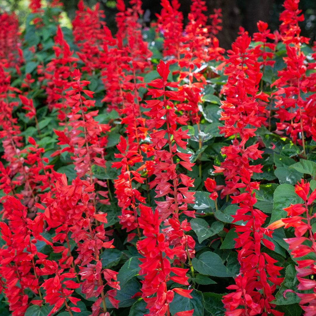 Salvia red (4-pack, annual)