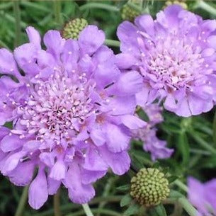 Scabiosa 'Butterfly Blue' / pincushion flower
