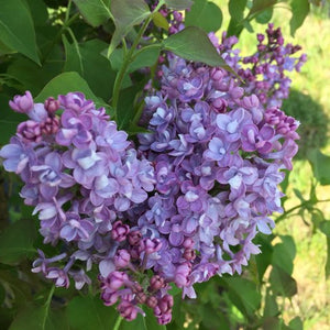 Syringa 'Scentara Double Blue' / Lilac  3 gallon