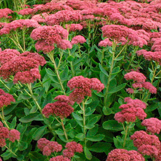 Sedum 'Autumn Joy' / Stonecrop