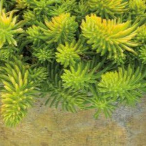 Sedum 'Angelina'