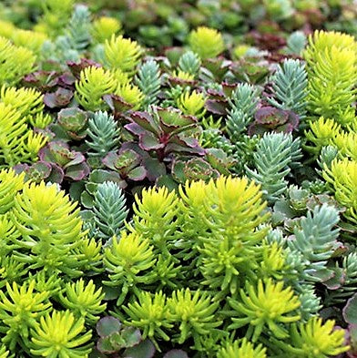 Sedum 6-pack