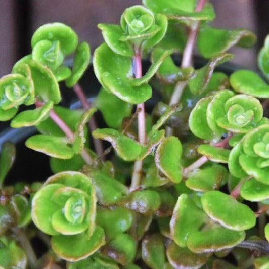 Sedum makinoi / stonecrop